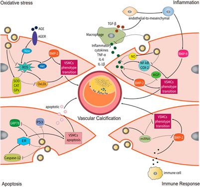 Grape exosome-like nanoparticles: A potential therapeutic strategy for vascular calcification